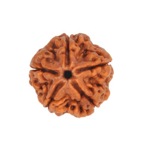5 Mukhi (Nepali)