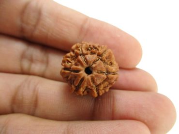 6 Mukhi (Nepali)
