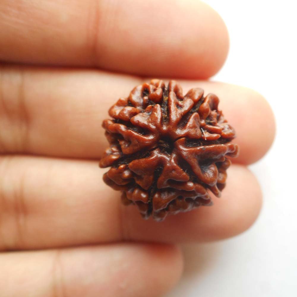 7 Mukhi (Nepali) - Image 2