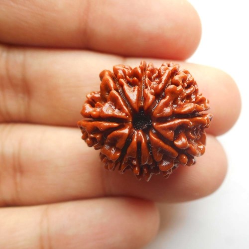 9 Mukhi (Nepali) - Image 2