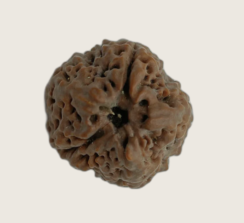 1 Mukhi( Round)